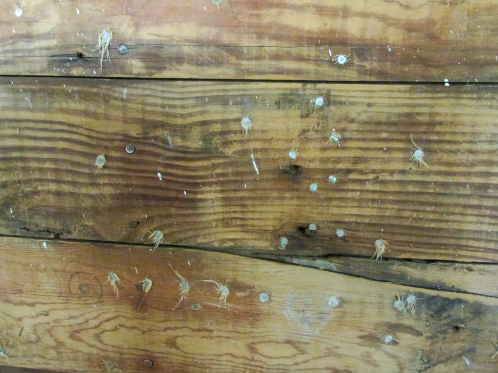 cluster of sliver nails on exposed shiplap walls